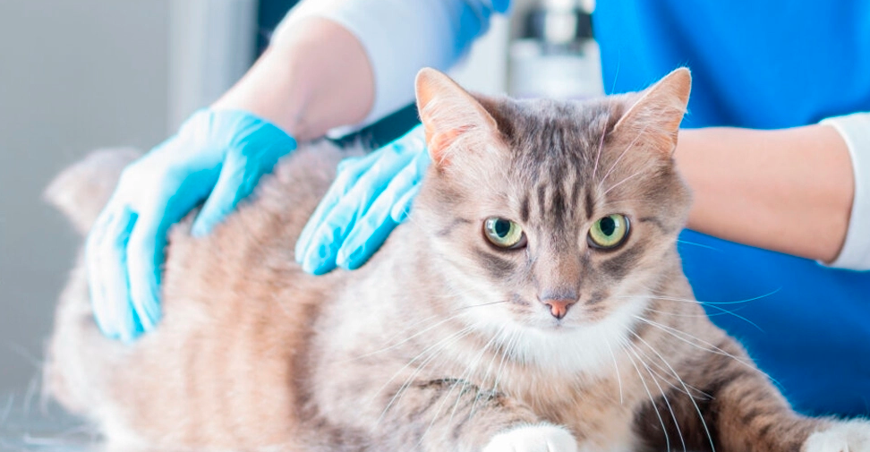 Publican un documento con las opciones de tratamiento de la peritonitis infecciosa felina en Europa
