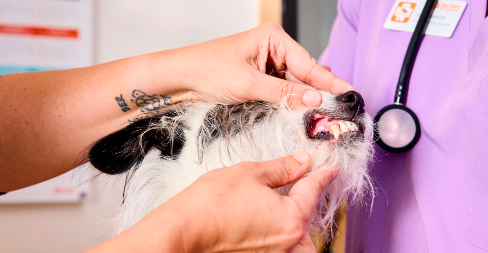 Instan a mejorar la higiene bucal de los perros tras encontrar bacterias orales humanas en la placa dental de las mascotas
