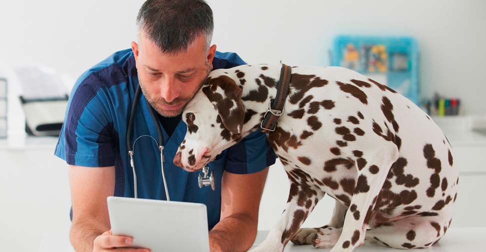 Descubren las causas del agotamiento en las clínicas veterinarias 