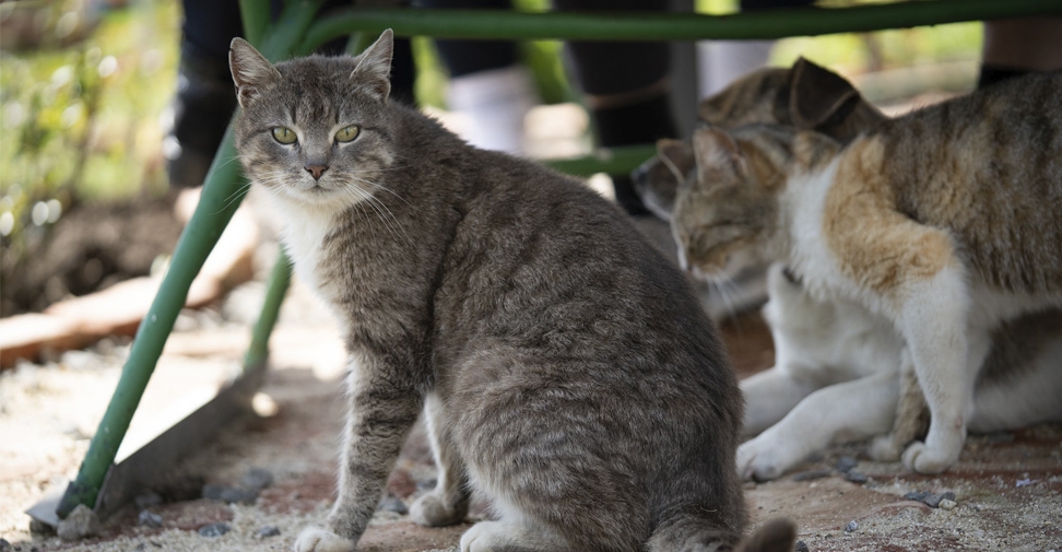 Veterinarios españoles identifican 19 cepas de Salmonella enterica en gatos asilvestrados