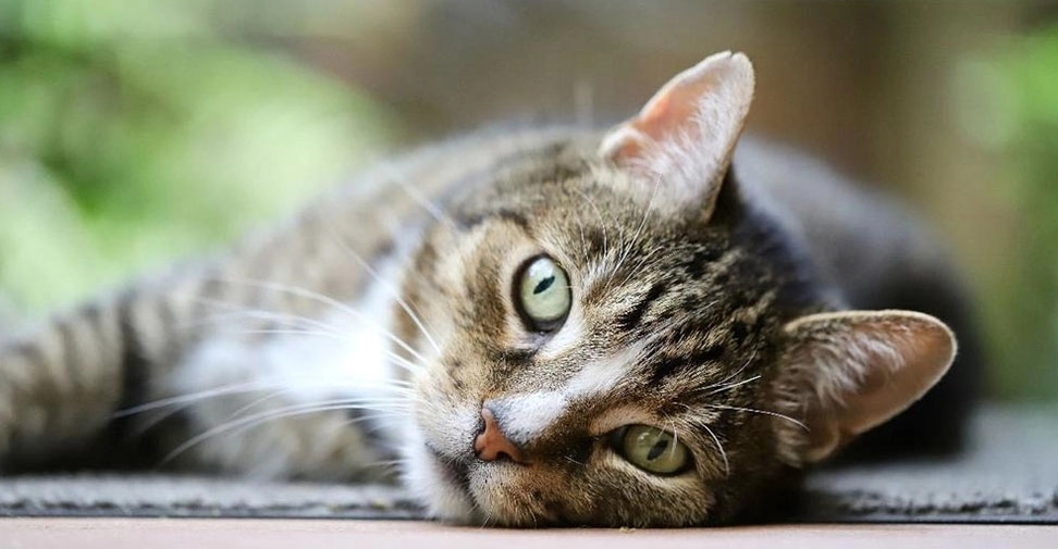 El ‘boom’ de los gatos: Ganan protagonismo en los hogares españoles y en la industria pet food