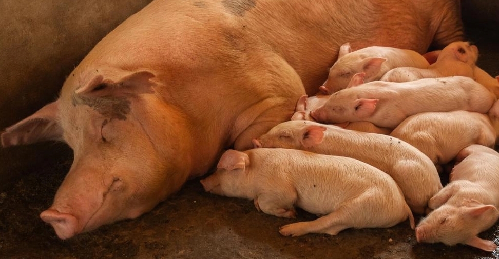 Respaldan el uso de un protocolo de inyección única para mejorar el bienestar de las cerdas gestantes y la aplicabilidad en la granja