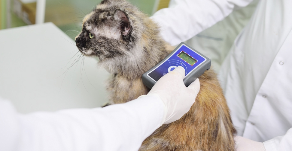 Veterinarios de Valencia piden la identificación obligatoria de gatos y hurones