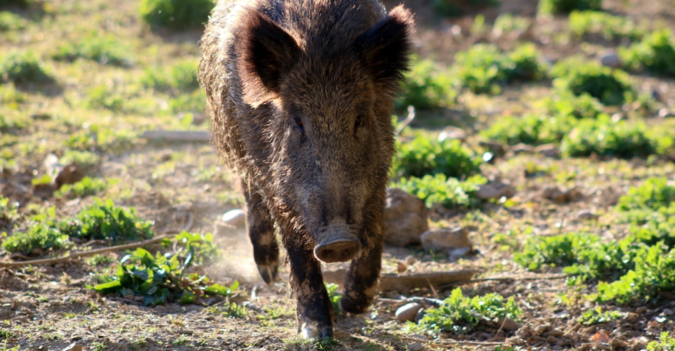 Un estudio poblacional de jabalíes en España advierte del peligro de la peste porcina africana