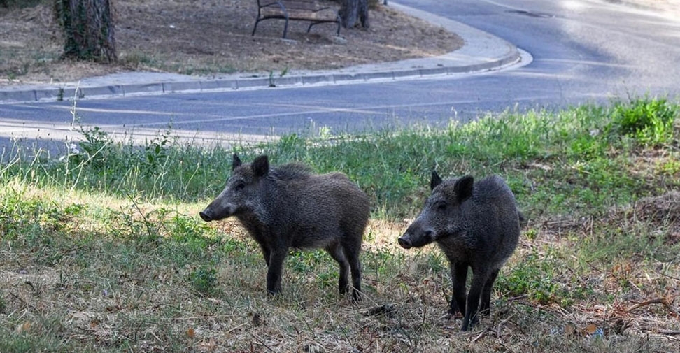 Los jabalíes que llegan a las ciudades de Málaga son fuentes de zoonosis: Más del 90% son portadores de patógenos infecciosos