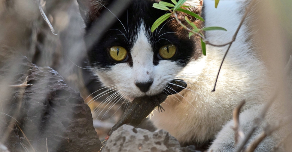 Advierten que la protección de los gatos callejeros en la Ley de Bienestar Animal pondrá en riesgo a especies amenazadas