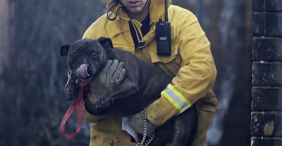 ¿Cómo actuar al encontrar un animal afectado por un incendio?