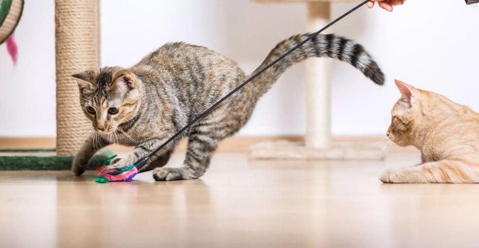 El virus de la inmunodeficiencia felina agrava el deterioro cognitivo en gatos mayores