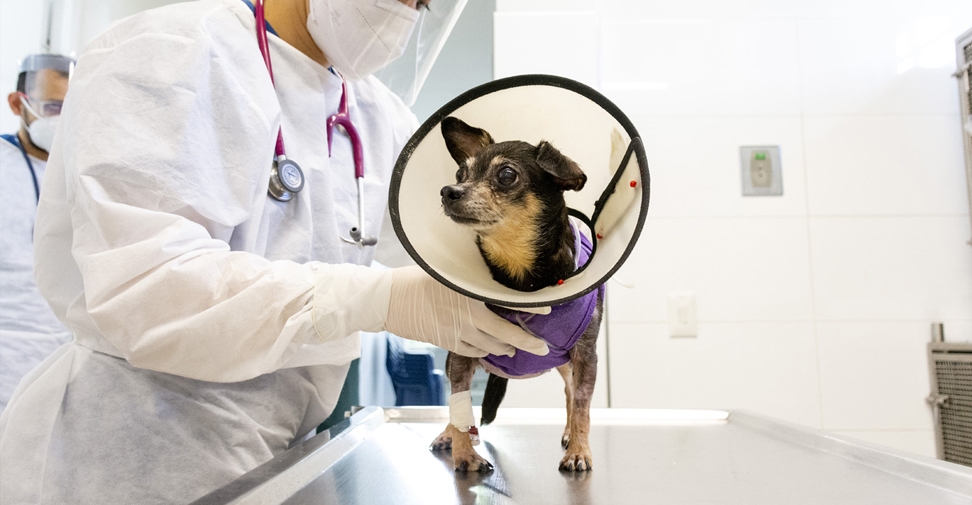 Desarrollan un nuevo método para regenerar huesos de perros y gatos