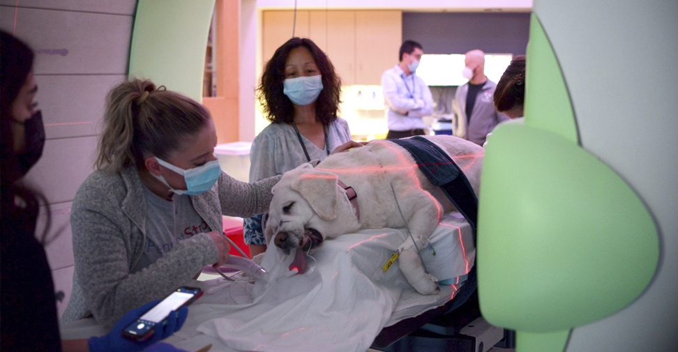 Nuevo tratamiento contra el cáncer en mascotas que puede ser prometedor en personas