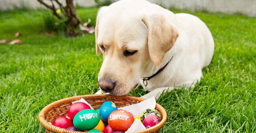 Semana Santa: Síntomas de intoxicación por chocolate en una mascota que ha comido huevos de Pascua