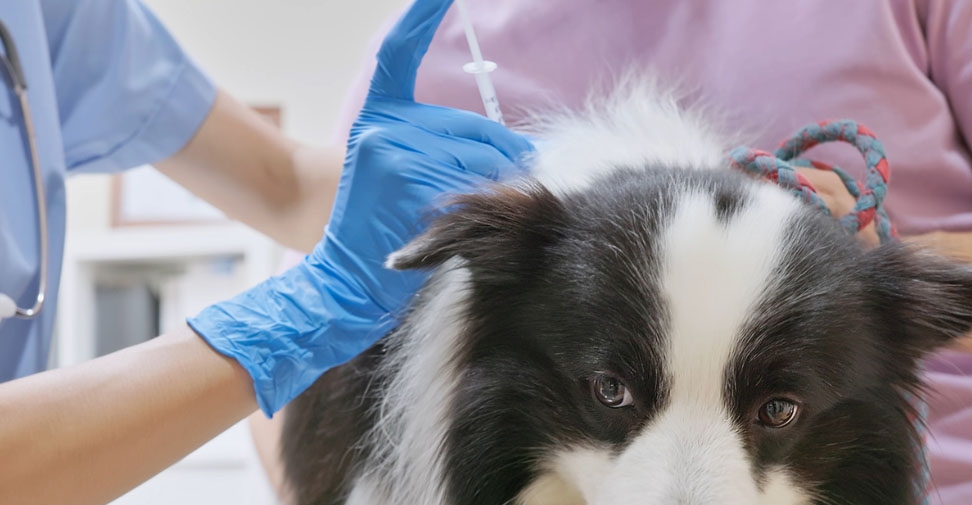 El 90% de las sospechas de reacciones adversas a medicamentos veterinarios no se notifican
