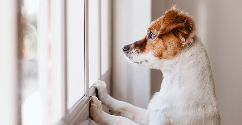 Veterinarios etólogos dan consejos sobre qué hacer cuando un perro ladra al quedarse solo en casa