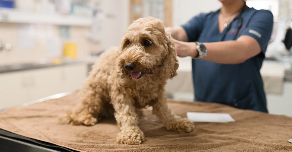Veterinarios españoles estudian los efectos a largo plazo del uso de omeprazol en perros