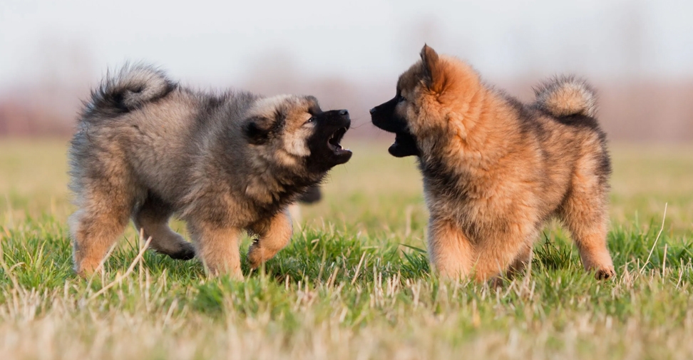 Veterinarios advierten de un aumento de comportamientos agresivos en los perros adquiridos durante la pandemia