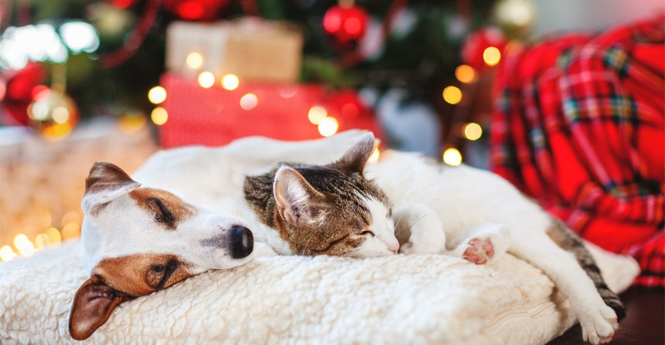 Consejos veterinarios para las mascotas ante los fuegos artificiales de Navidad