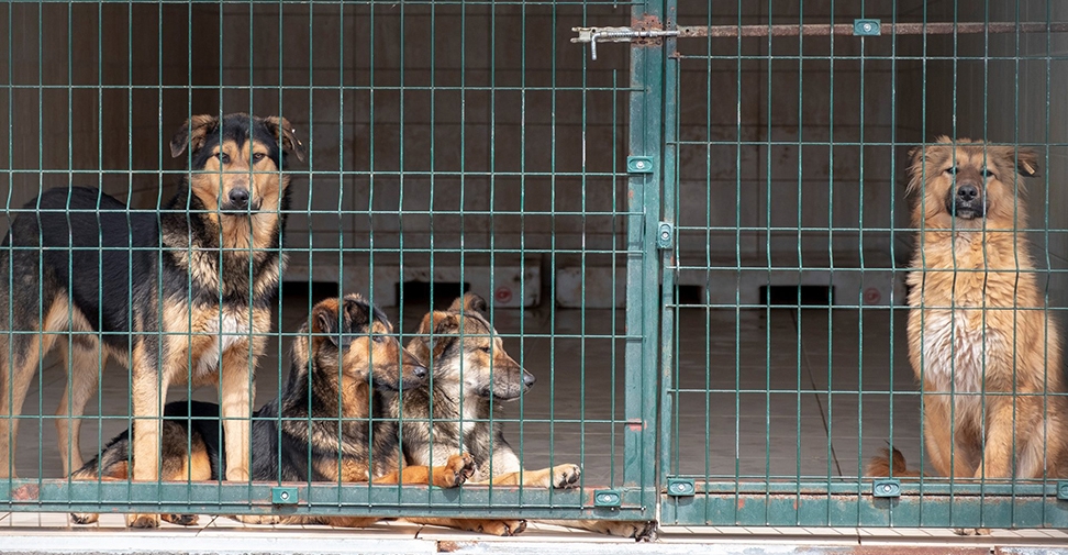 Detectan anticuerpos contra los virus del Nilo Occidental y Usutu en perros del sur de Francia