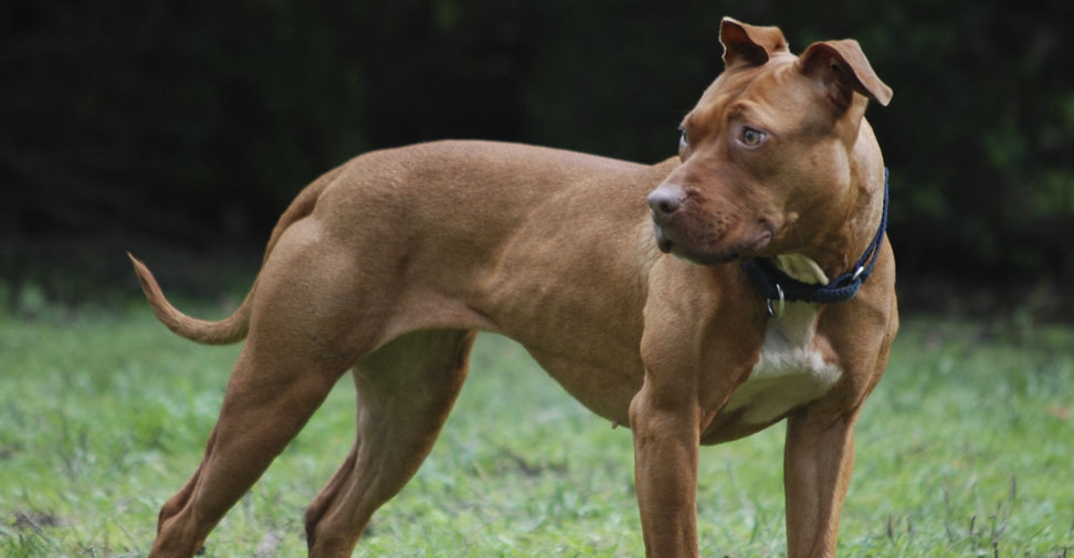 Investigadores ponen en duda que ciertas razas de perro sean intrínsecamente peligrosas