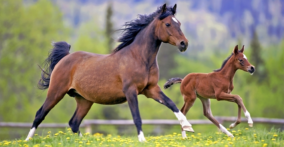 Primer caso de síndrome del potro frágil en caballos de pura sangre