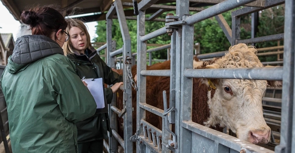 Visitas veterinarias a granjas: Ranking de los mejores países de Europa