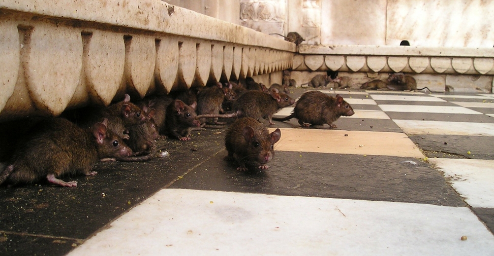 Alertan del riesgo para la salud pública de las plagas de ratas que afectan a varias regiones de España