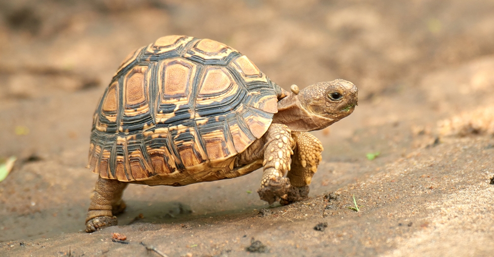 Hallan salmonela multirresistente a antibióticos en tortugas de zoológicos en España