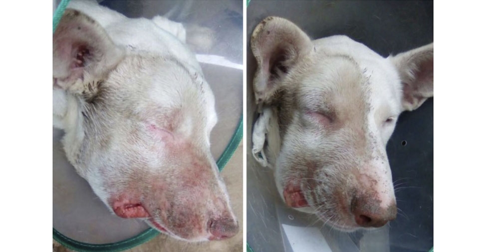 conformidad terrorismo Contra la voluntad Describen por 1ª vez un brote de enfermedad de Aujeszky en perros de España