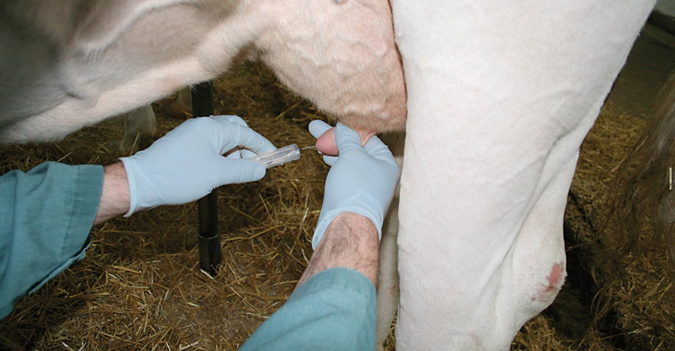 Agricultura publica el procedimiento para reducir antibióticos en el secado de vacuno de leche