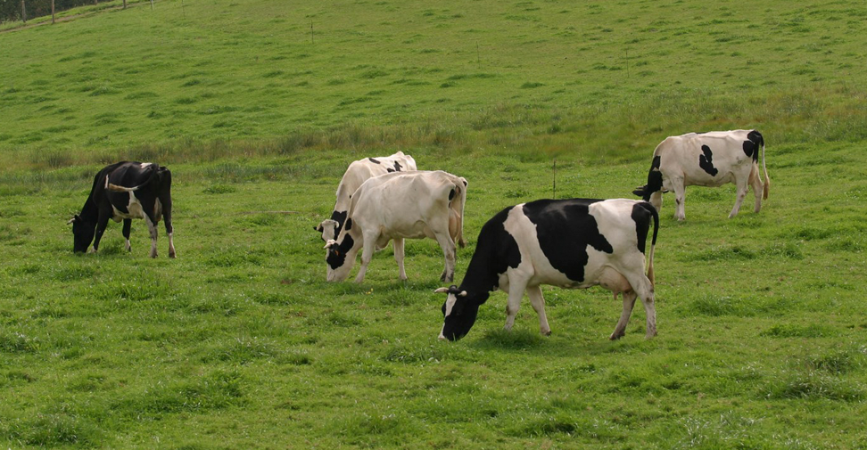 Identifican en España vacas con paratuberculosis que toleran la enfermedad y no desarrollan lesiones