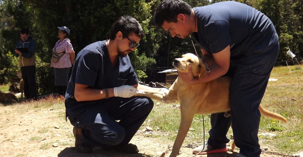 La OIE pide mejorar la gestión de la población canina para lograr erradicar la rabia