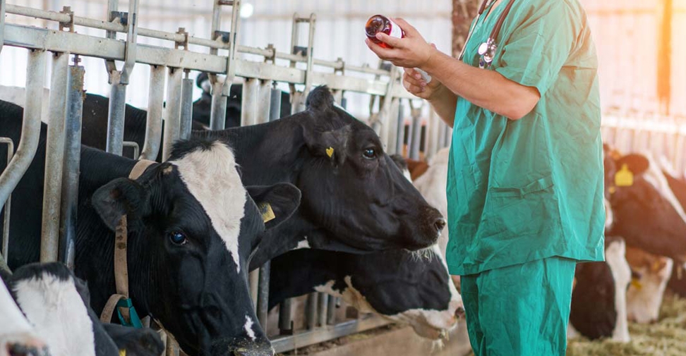 El sector de la salud animal lidera el uso responsable de antibióticos a nivel mundial