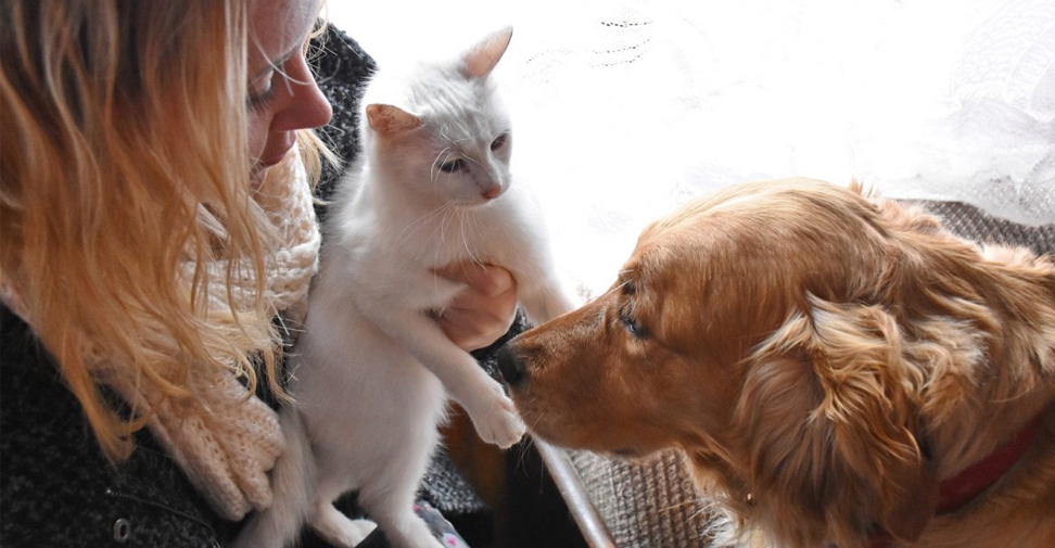 Los veterinarios aclaran que el DNI para perros y gatos no ha entrado en vigor