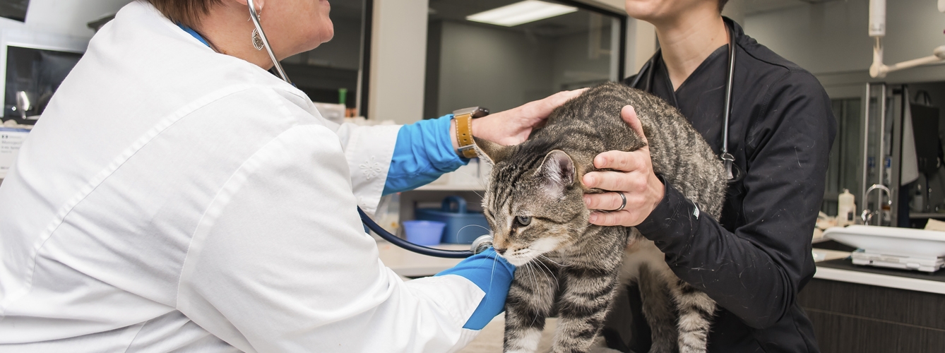 El viaje a la clínica veterinaria puede suponer un cambio de rutina significativo para los gatos.