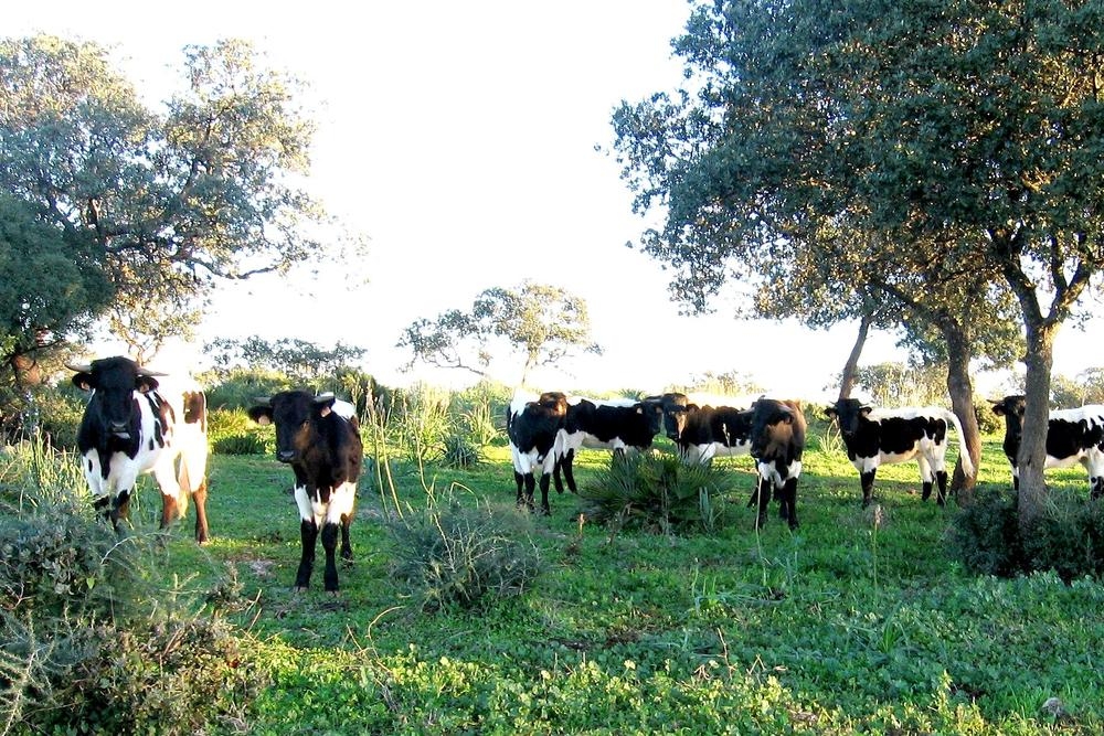 La adquisición de 757.560 nuevas dosis permitirá completar el plan de vacunación para esta enfermedad bovina.