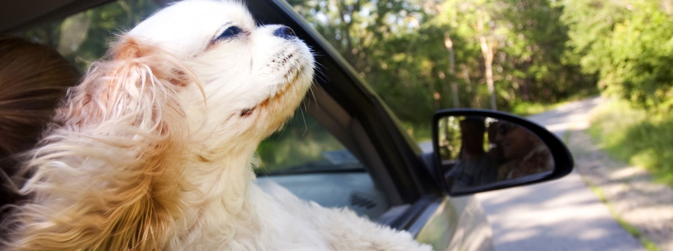 Solo un 8% de arneses de coche para perros son seguros