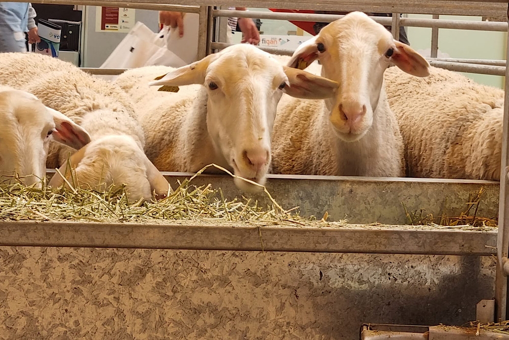 El servicio de análisis Reproplus de abortos de la Unidad de Rumiantes de Ceva Salud Animal realizó en el año 2022 más de 300 analíticas en diferentes ganaderías españolas.