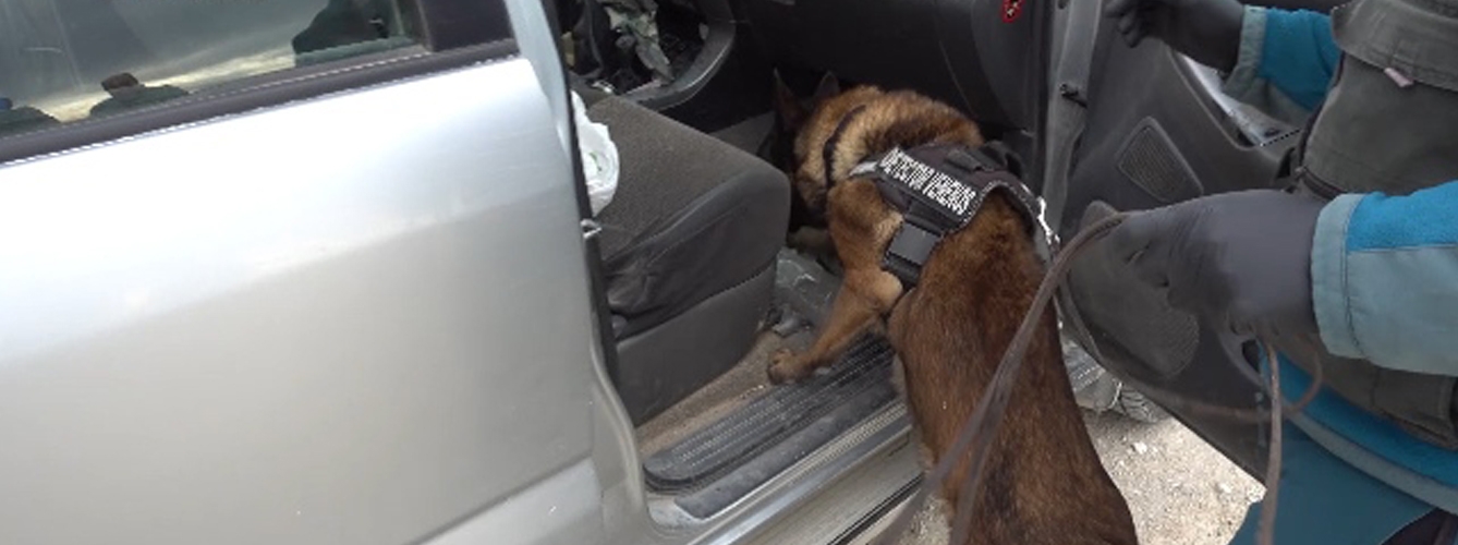 Un perro del Servicio Cinológico de la Guardia Civil inspeccionando un vehículo.