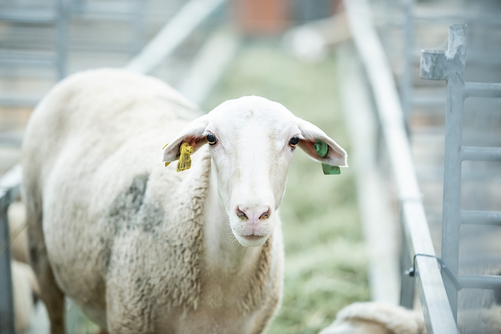 Figan ha anunciado que no habrá presencia de ganado ovino y caprino en la feria.