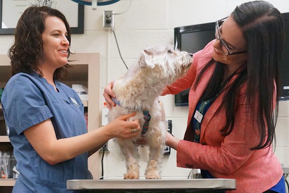 Los veterinarios deben concienciar a los titulares de las mascotas sobre los peligros de los parásitos.