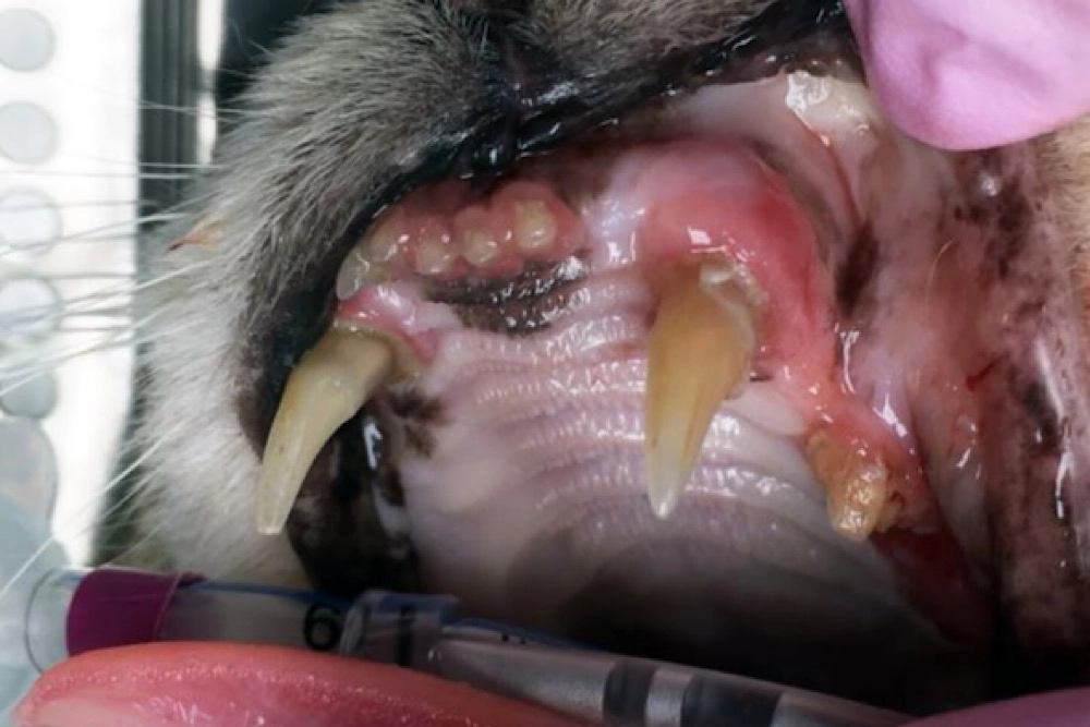 Una nueva investigación del RVC ha arrojado luz sobre la frecuencia, los factores de riesgo y los problemas de salud relacionados con la enfermedad periodontal en gatos domésticos.