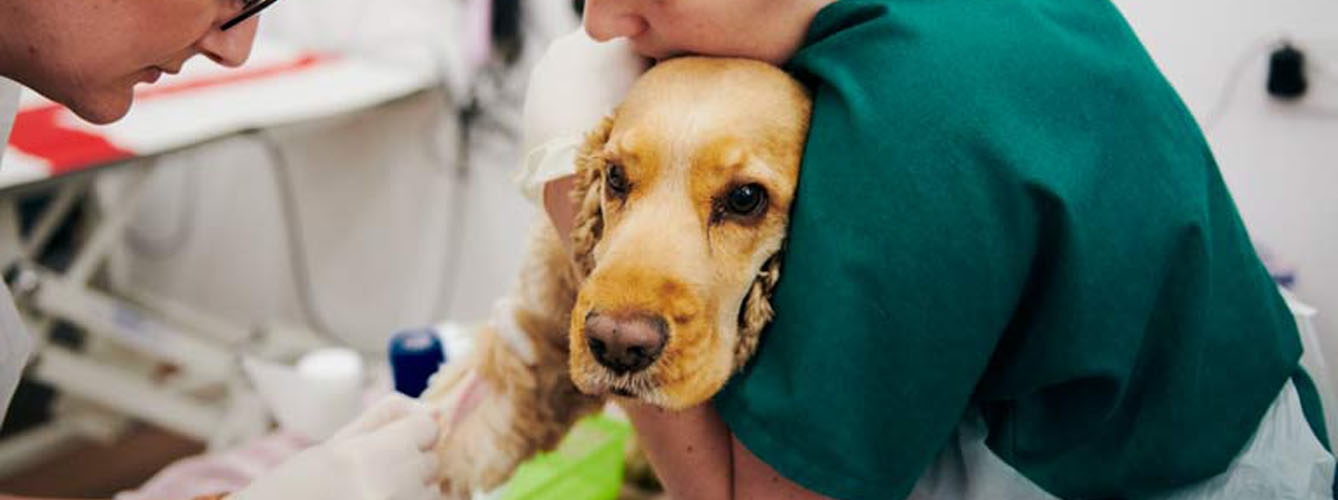 Los veterinarios están preocupados por no poder tratar infecciones en animales de compañía a causa de las resistencias a los antibióticos.