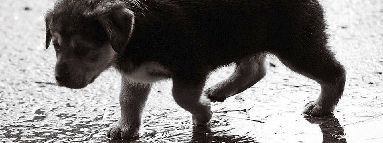 Ofrecen esterilizaciones gratuitas para familias sin recursos