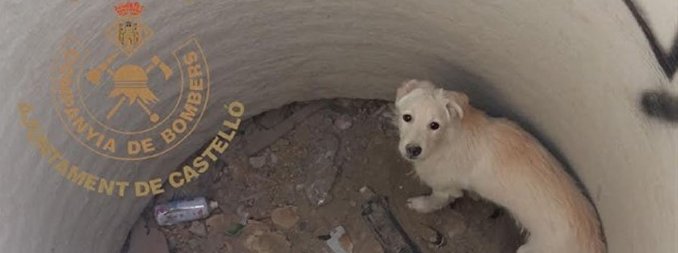 Investigan el supuesto abandono de un perro atrapado en una tubería