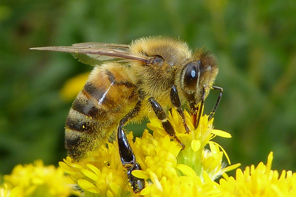 A consulta pública la protección de abejas y polinizadores en Europa 
