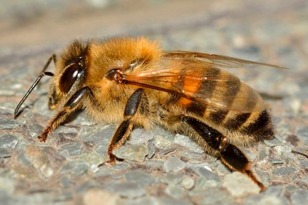 Calier apunta que los estudios genéticos revelan que la variación genética entre unas poblaciones y otras de abejas es relativamente baja.