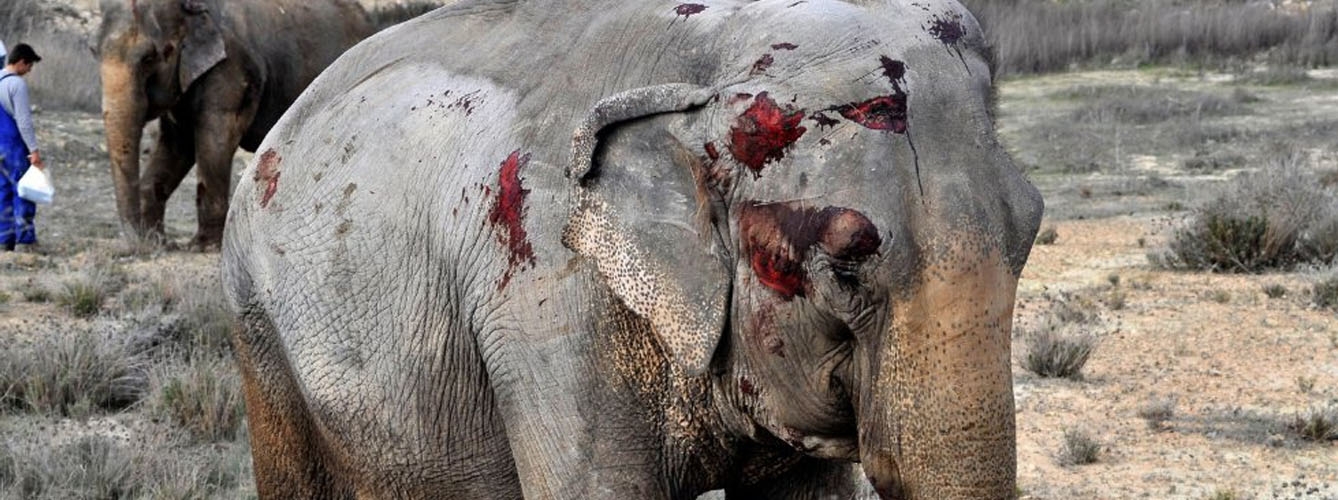 Imagen de uno de los elefantes heridos. Fuente: PACMA