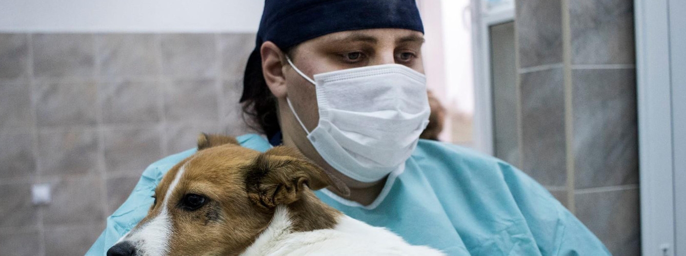Colvema recuerda que las principales instituciones de salud animal no recomiendan tests rutinarios de coronavirus en mascotas.