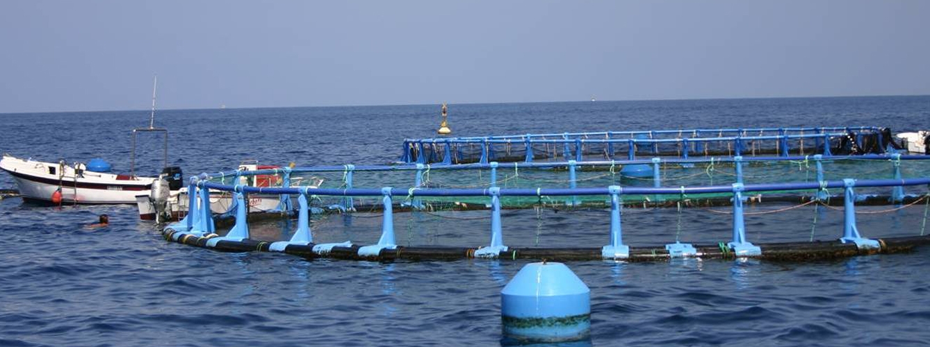 El Gobierno apoya un proyecto para fomentar la acuicultura canaria