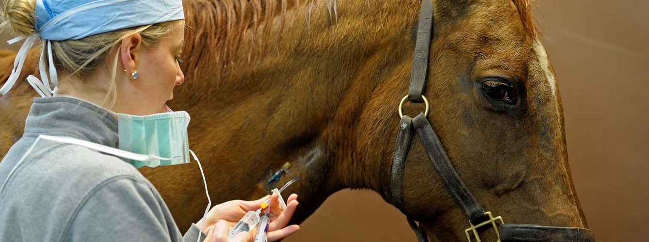 Los veterinarios demandan más investigación en cólicos equinos