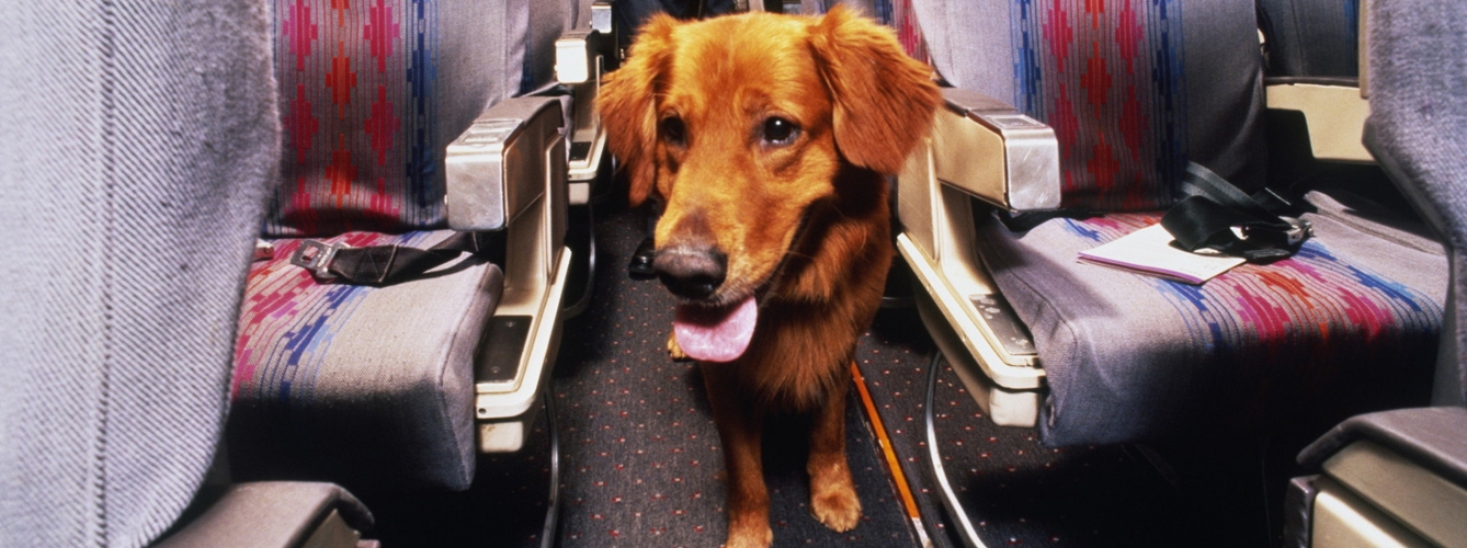 Varias aerolíneas piden limitar el acceso de las mascotas a los aviones